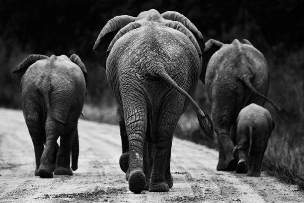 elephants walking north